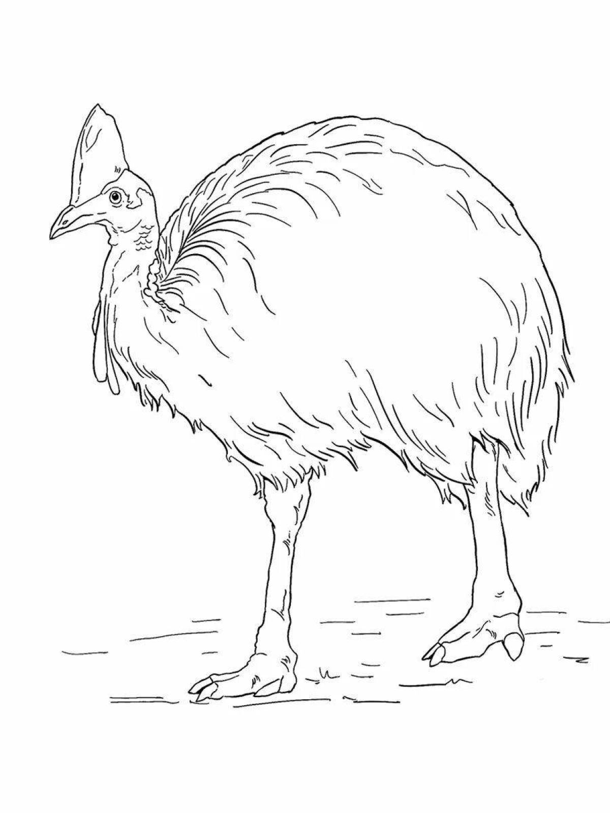 Cassowary coloring book for kids