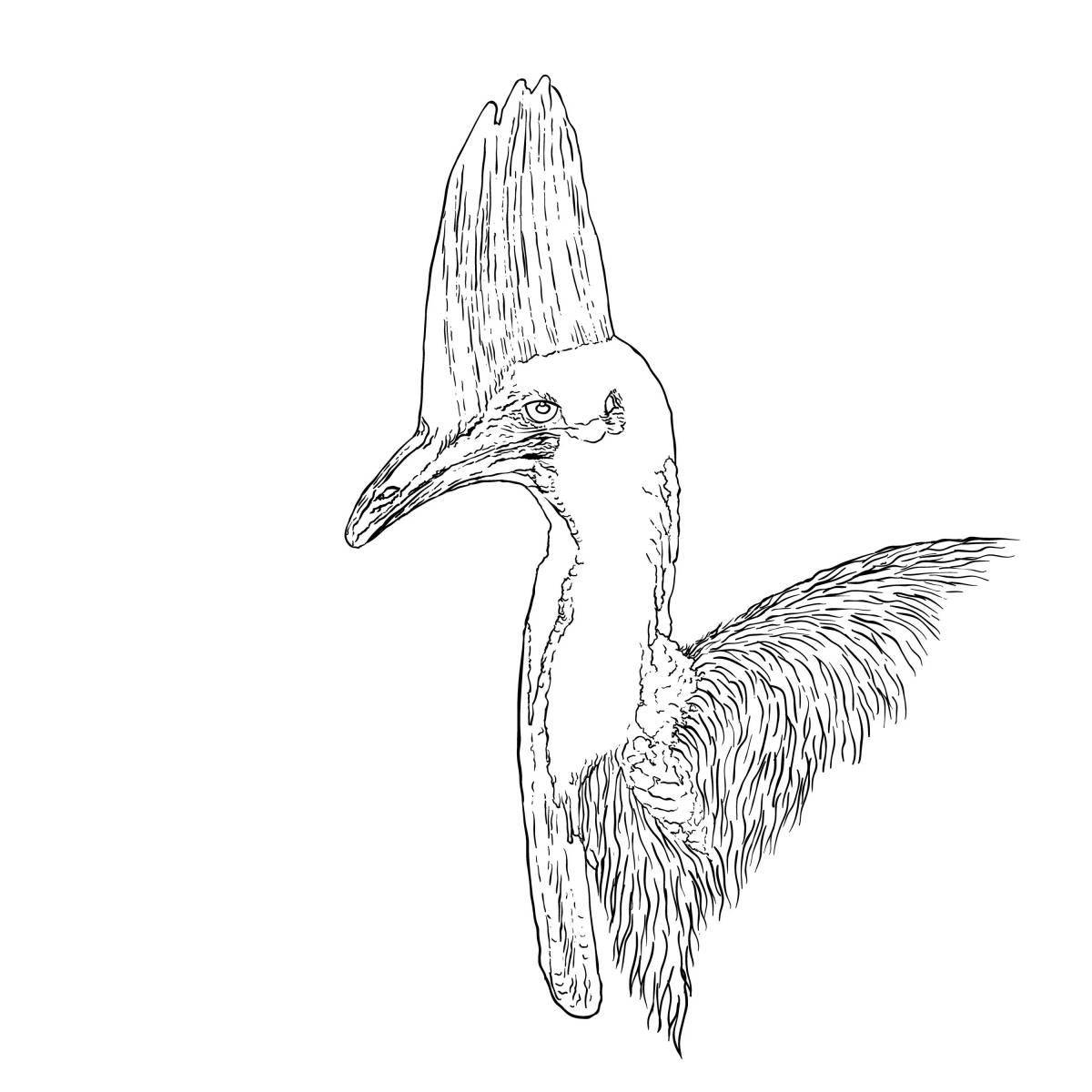 Раскраска Раскраска очаровательный казуар для детей