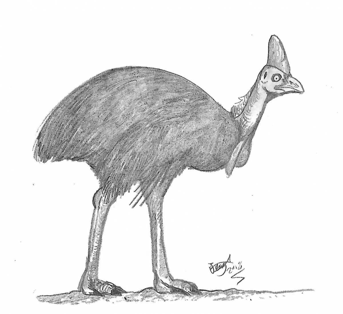 Cassowary coloring book for kids