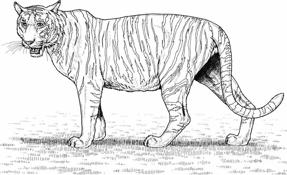 Attractive saber-toothed tiger coloring book for kids