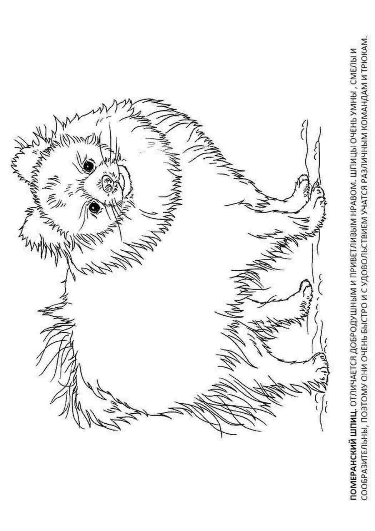 Sweet spitz coloring page for kids