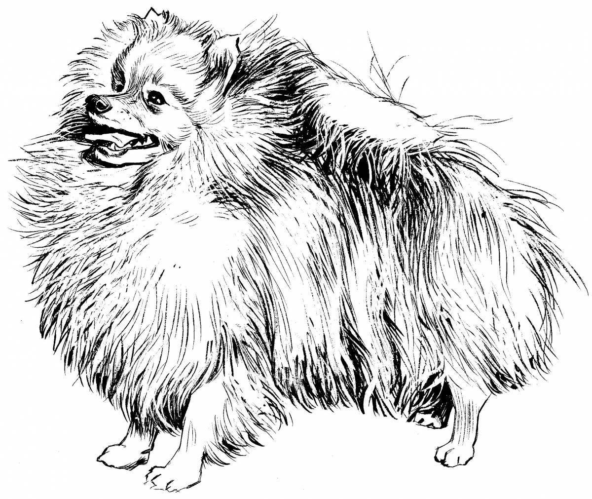 Gorgeous pomeranian coloring book for kids