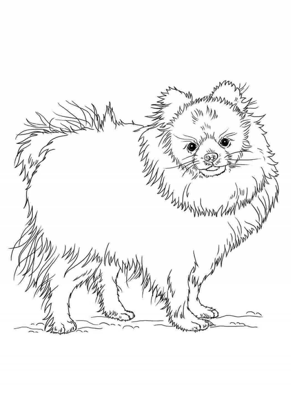 Awesome pomeranian coloring pages for kids