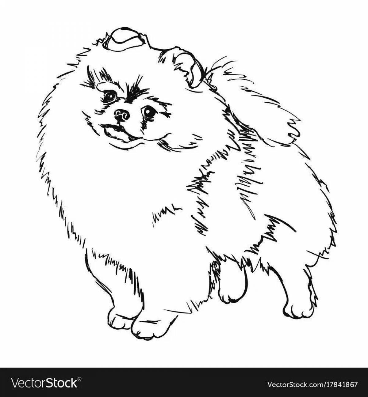 Exquisite pomeranian coloring book for kids