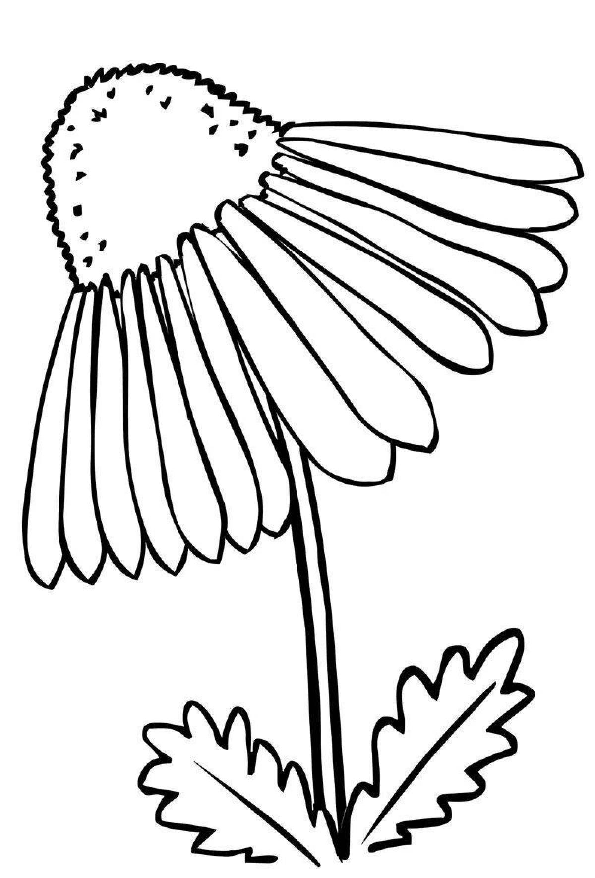 Colorful chamomile flower coloring book for kids