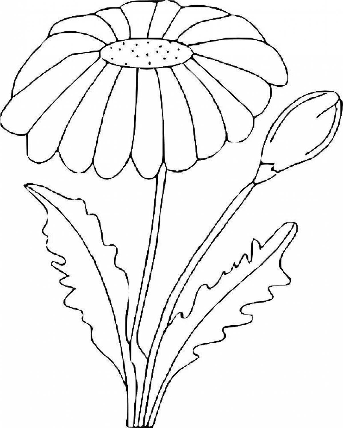 Adorable Daisy Flower Coloring Book for Toddlers