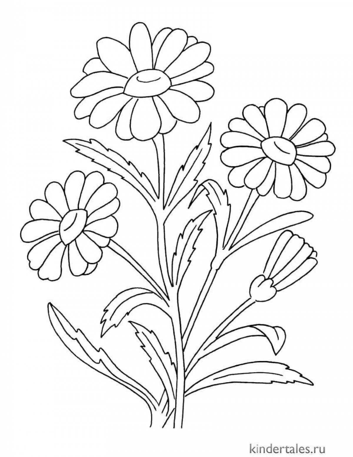 Exquisite chamomile flower coloring for juniors