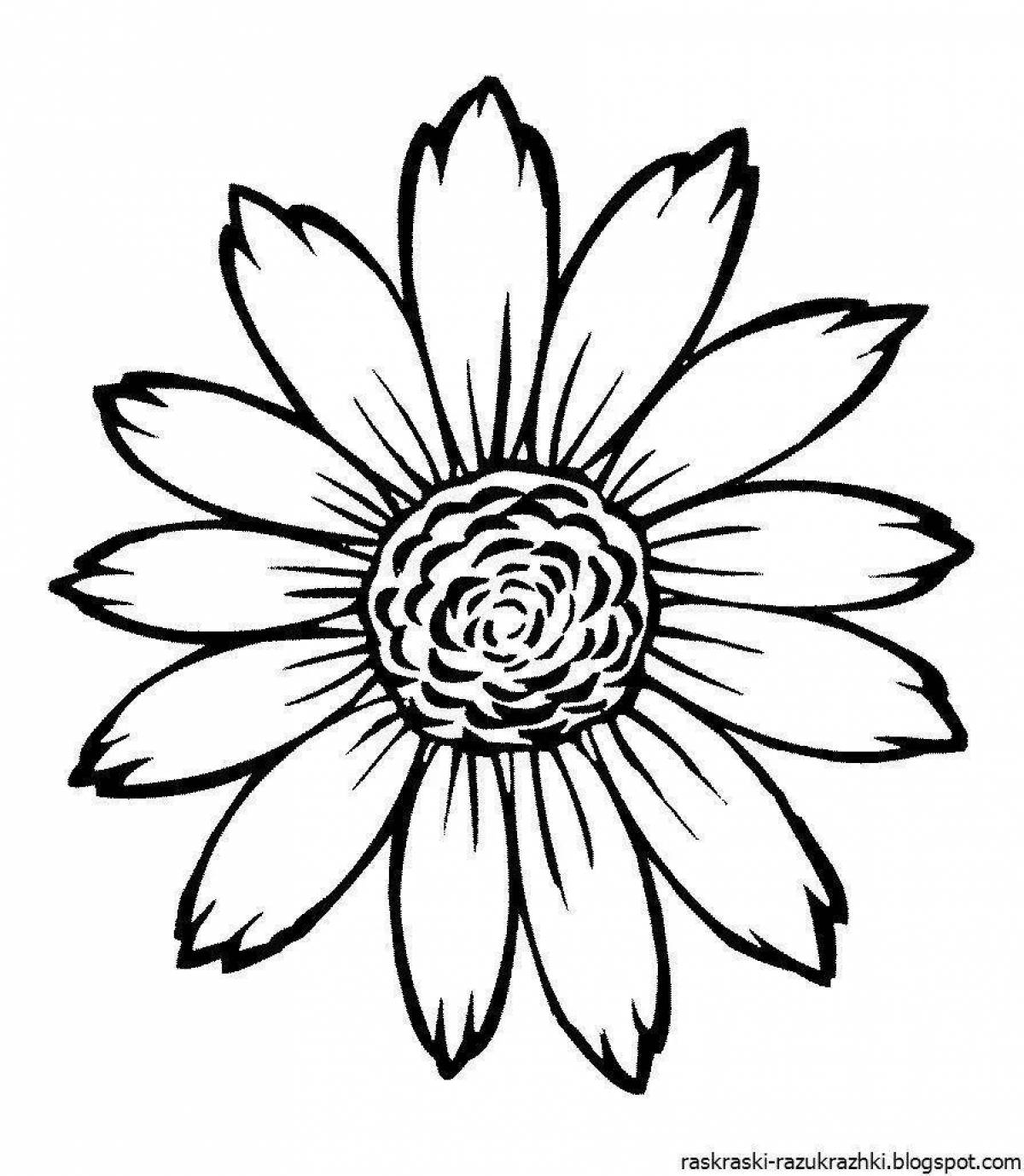 Wonderful daisy flower coloring for kids