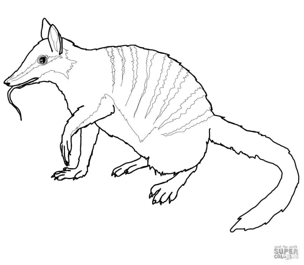 Australian animals playful coloring for kids