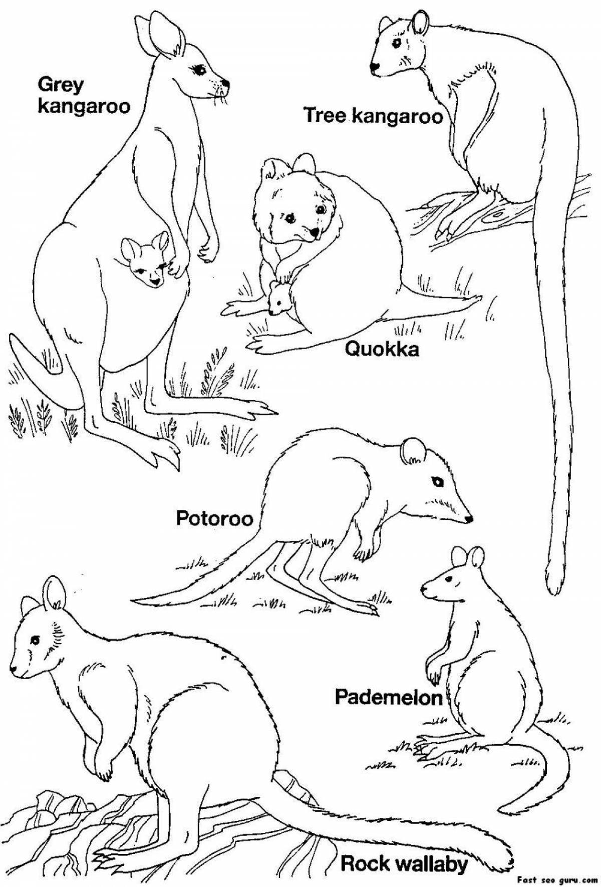 Australian animals for kids #1