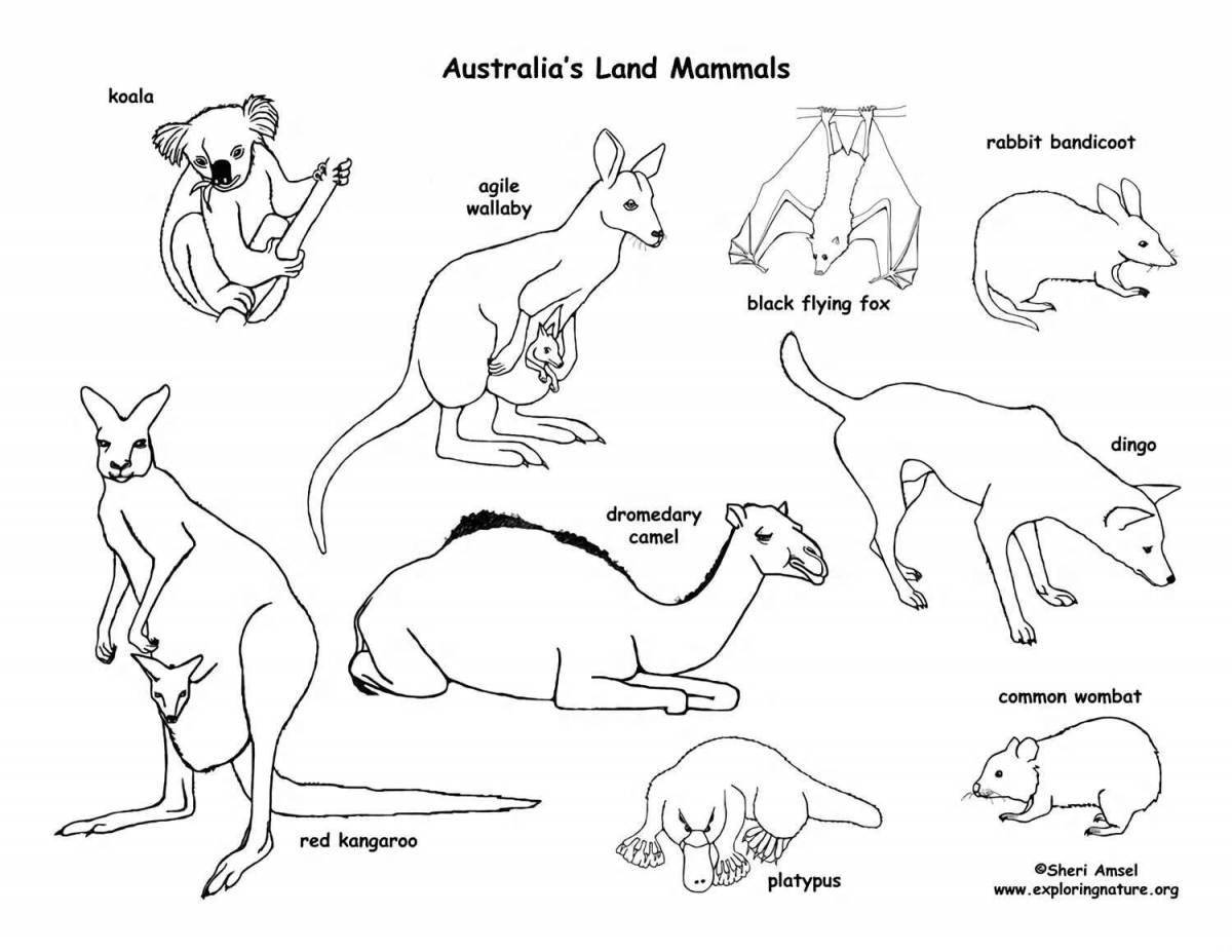 Животные австралии для детей #3