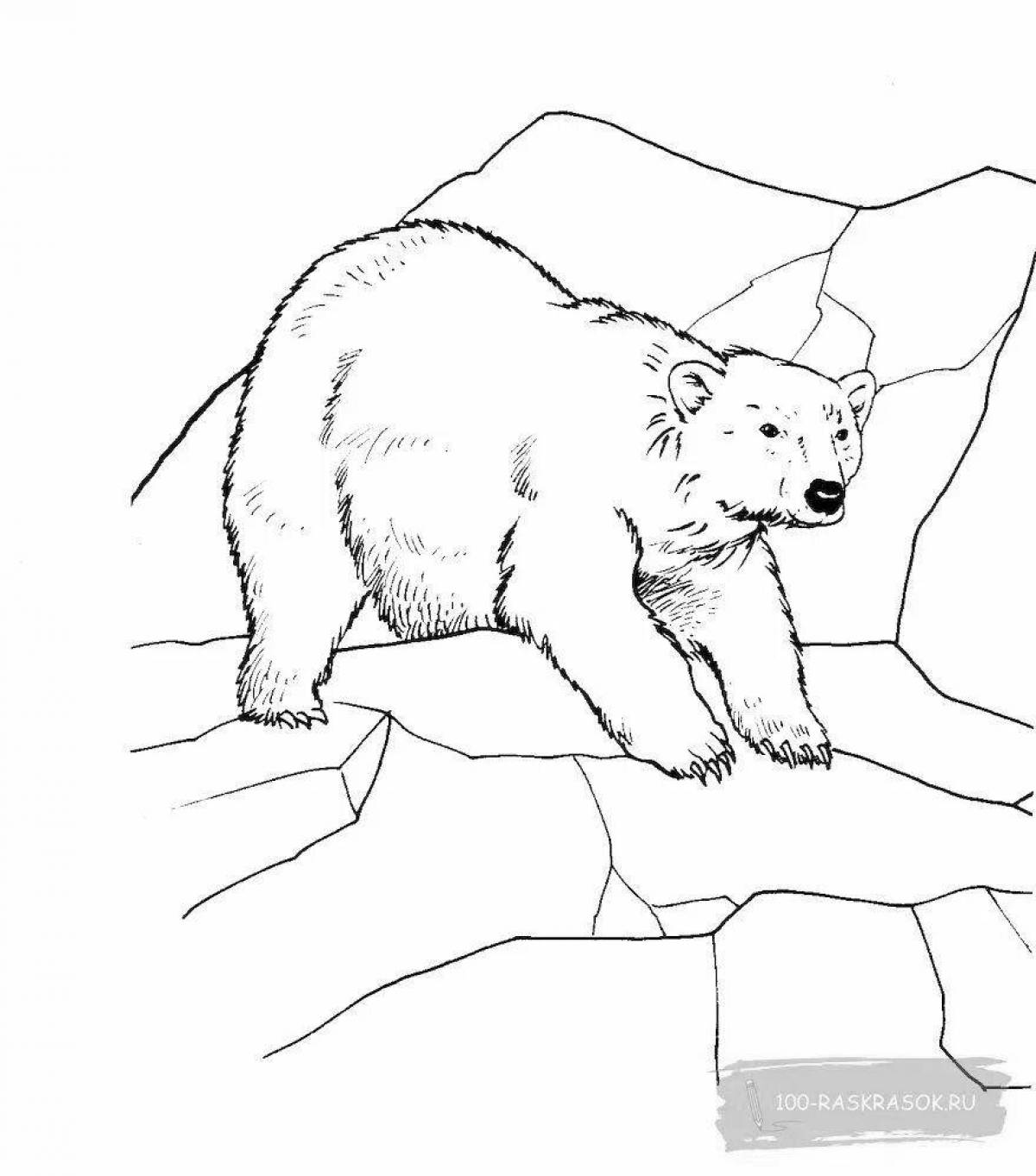 Coloring book nice bear in the north