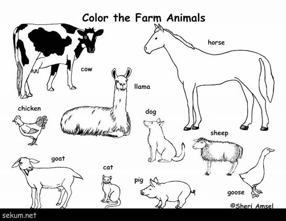A fun English animal coloring book for beginners