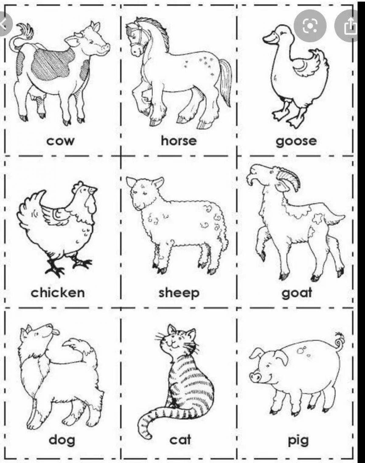 Perfect english animal coloring for students