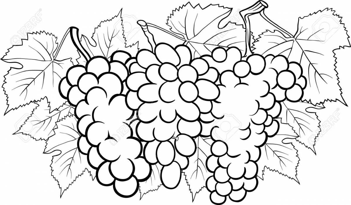 Увлекательная раскраска виноград для детей 5-6 лет