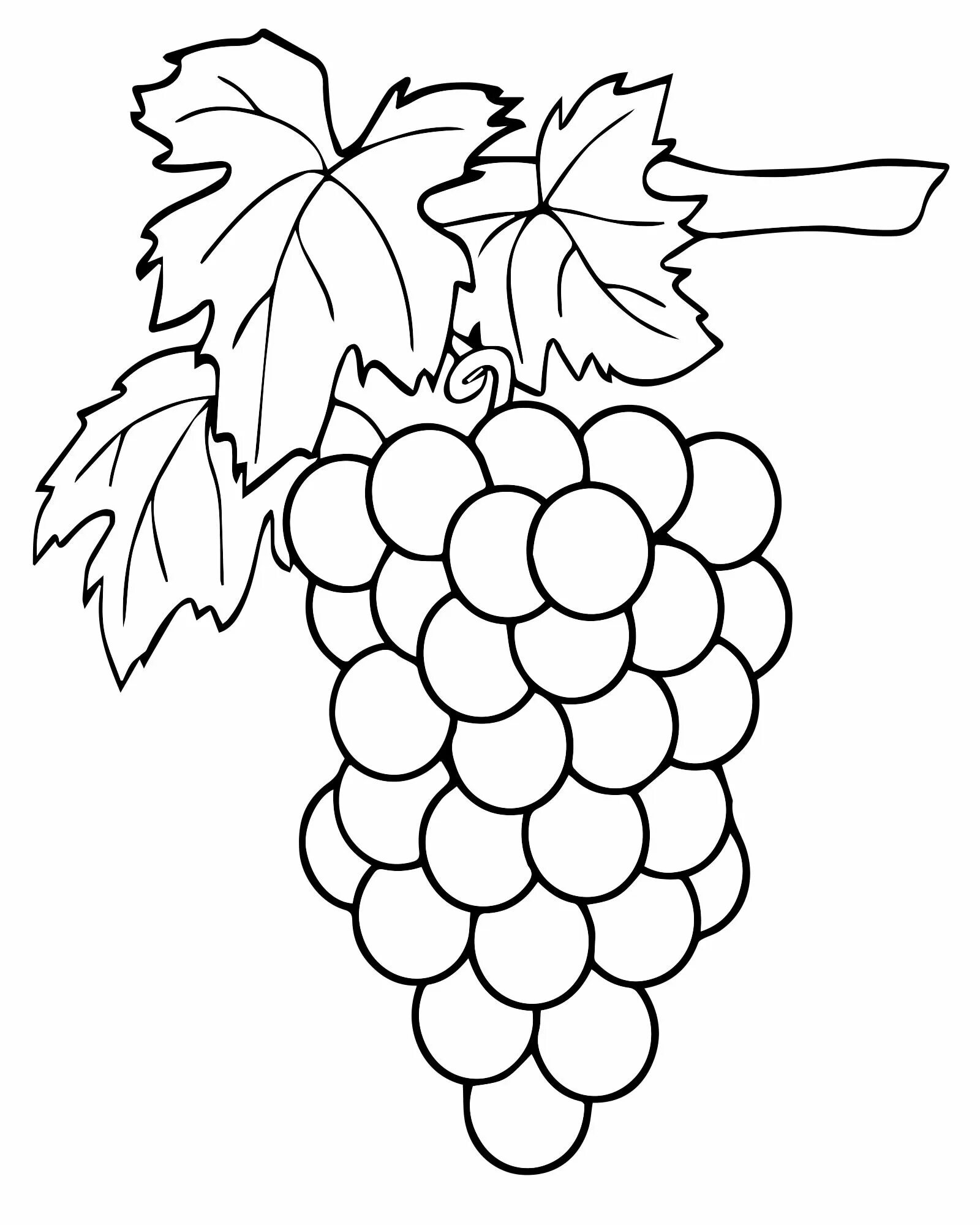Цветная раскраска виноград для детей 5-6 лет