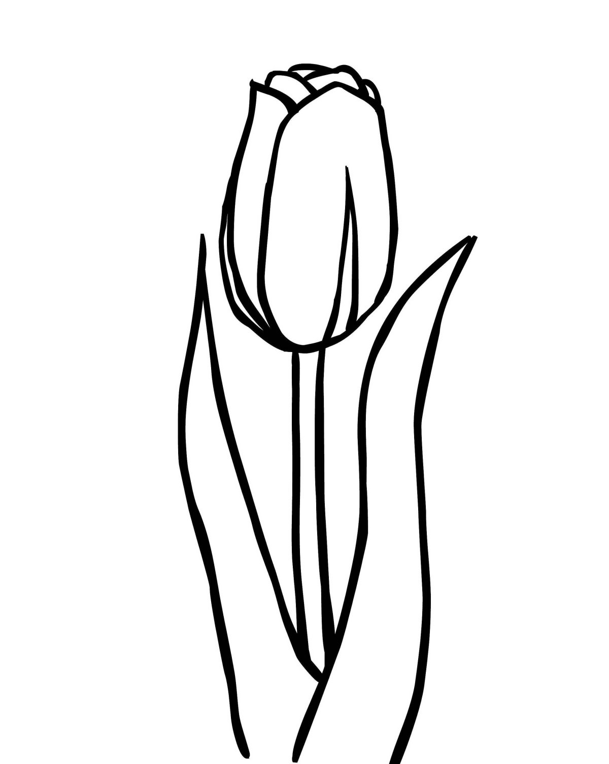 Gorgeous tulips coloring book for kids