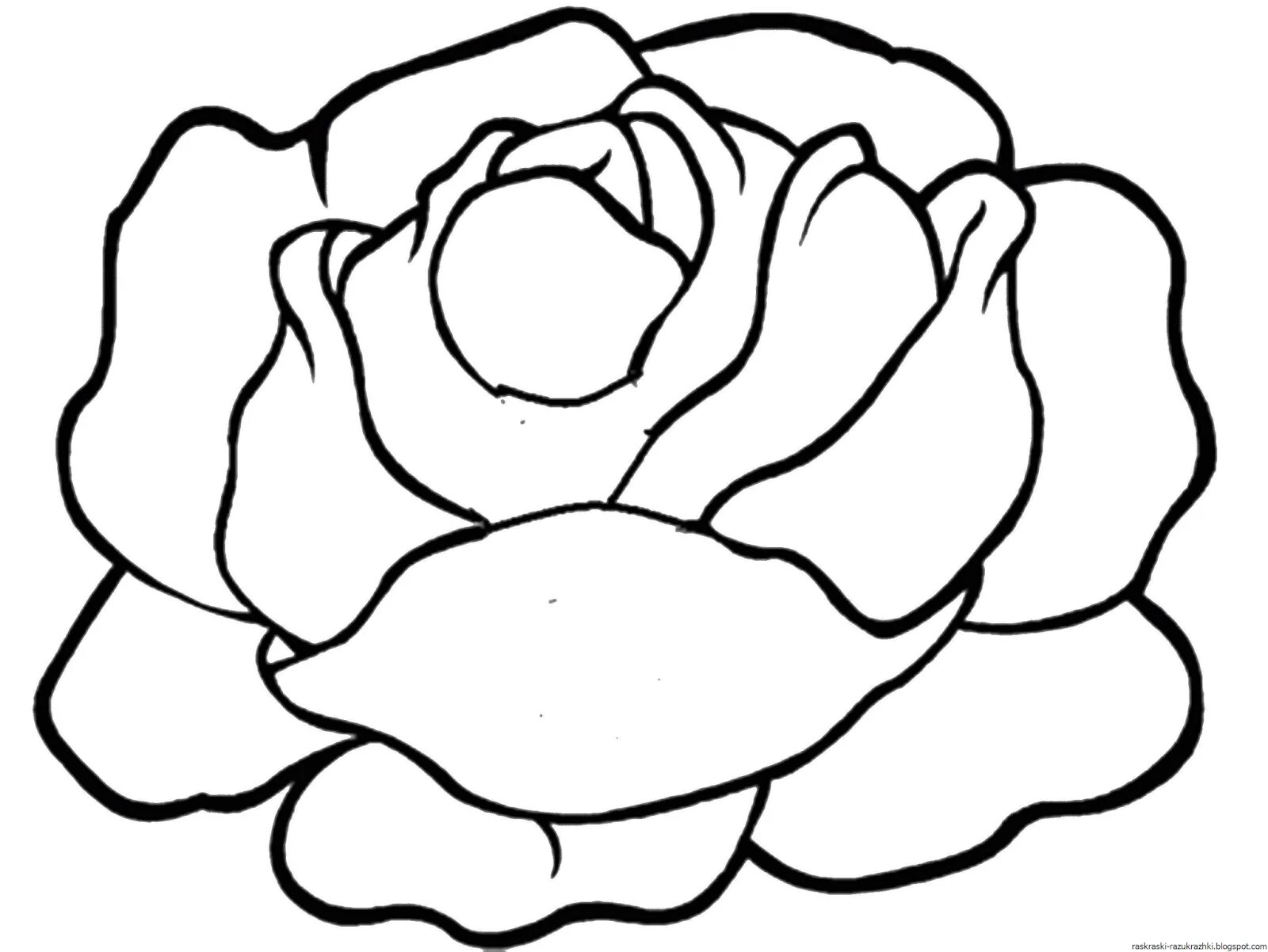 Humorous cabbage coloring book for 3-4 year olds