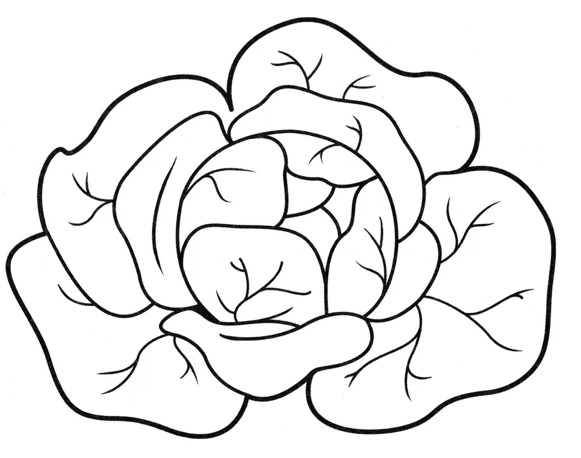 Colouring serene cabbage for children 3-4 years old