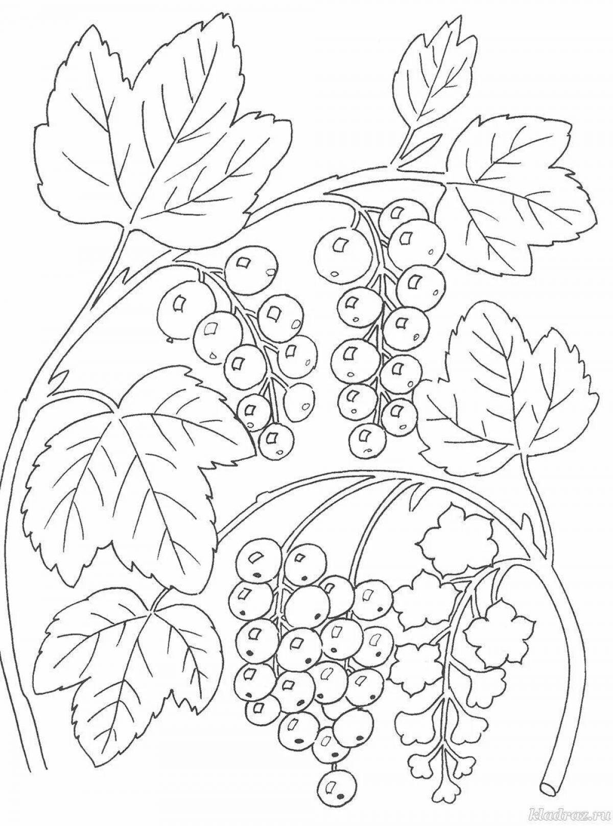 Раскраски ягод распечатать. Раскраска ягоды крыжовник. Раскраска ягода брусника. Смородина раскраска для детей. Ягоды раскраска для детей.