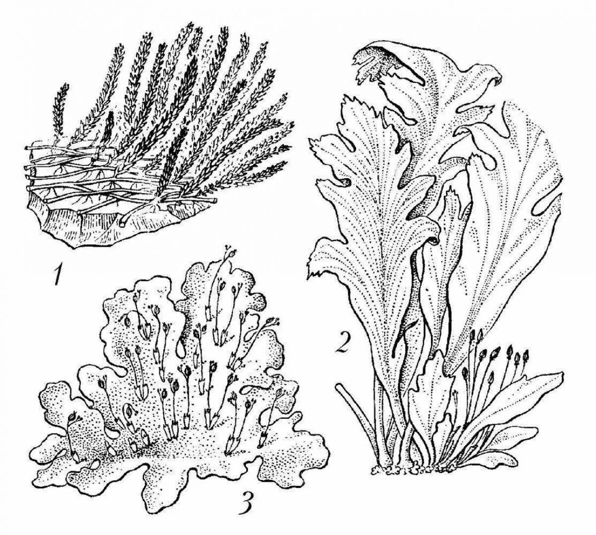 Водоросли и папоротники. Моховидные раскраска. Мох раскраска. Мох раскраска для детей. Раскраска растения мох.