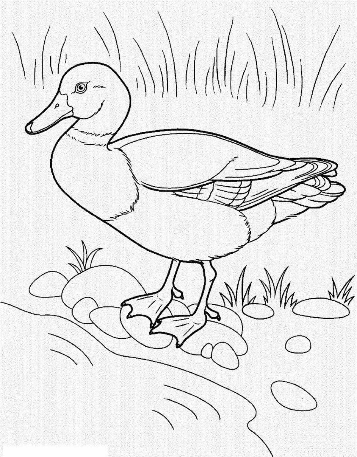 Coloring page funny migratory bird