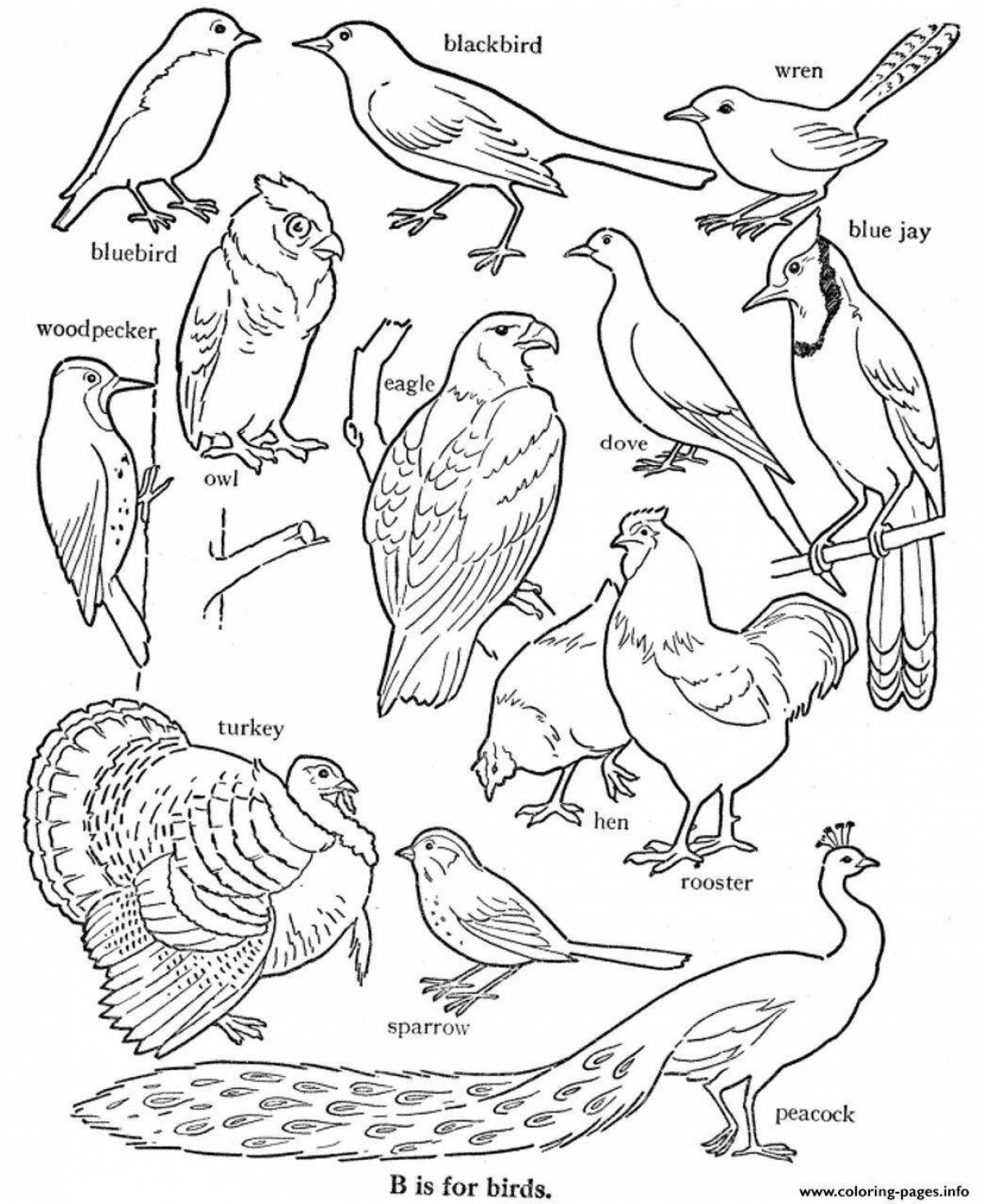 Coloring pages joyful migratory birds for children 6-7 years old