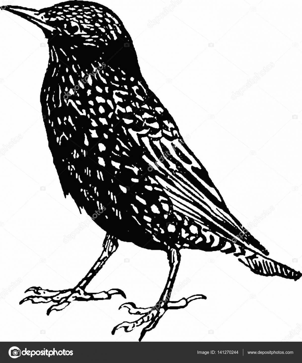 A fun starling coloring book for kids