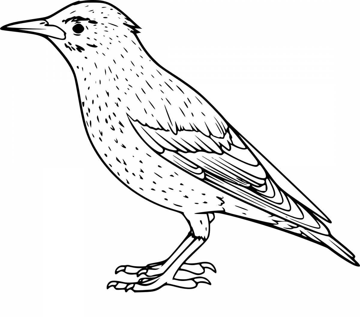 Shiny starling coloring book for kids