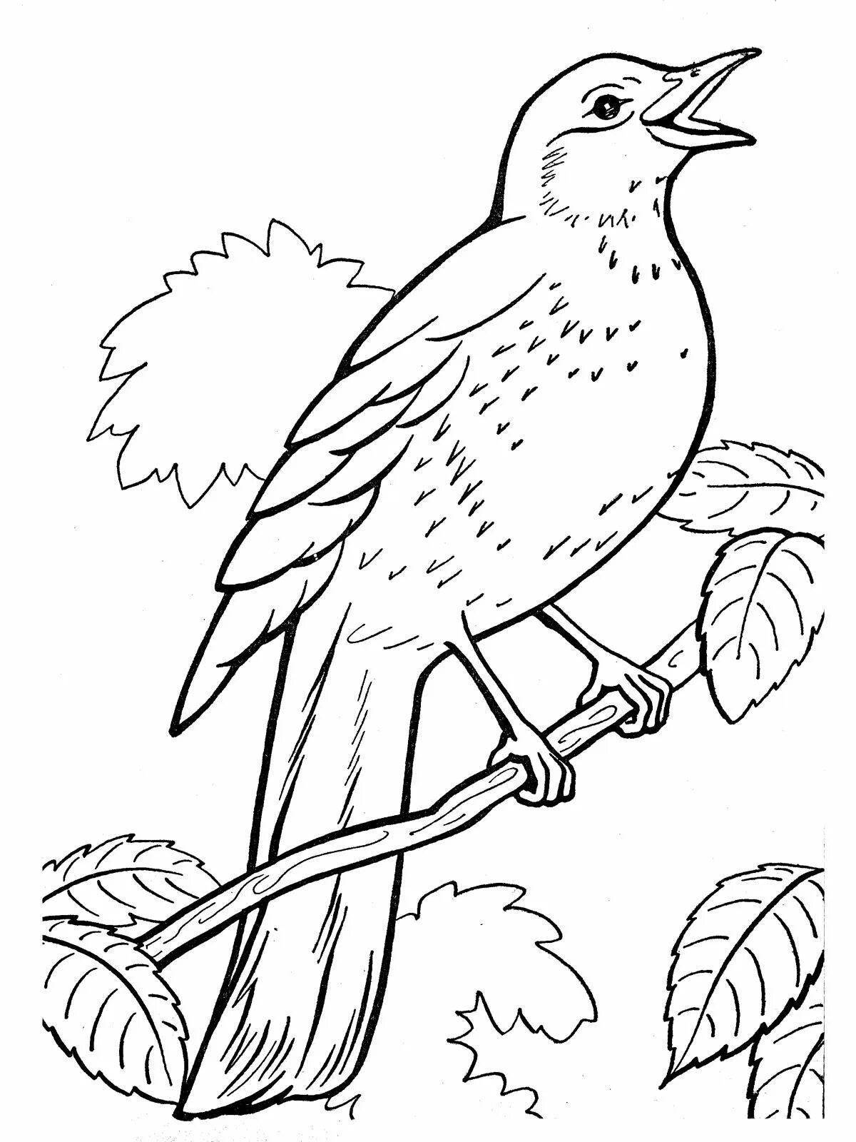 Cute starling coloring book for kids