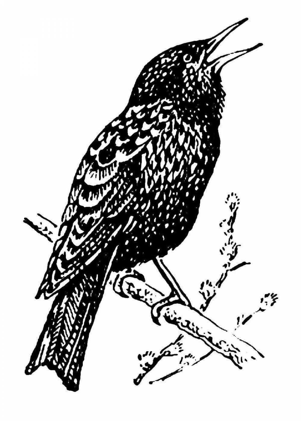 Delightful starling coloring book for kids