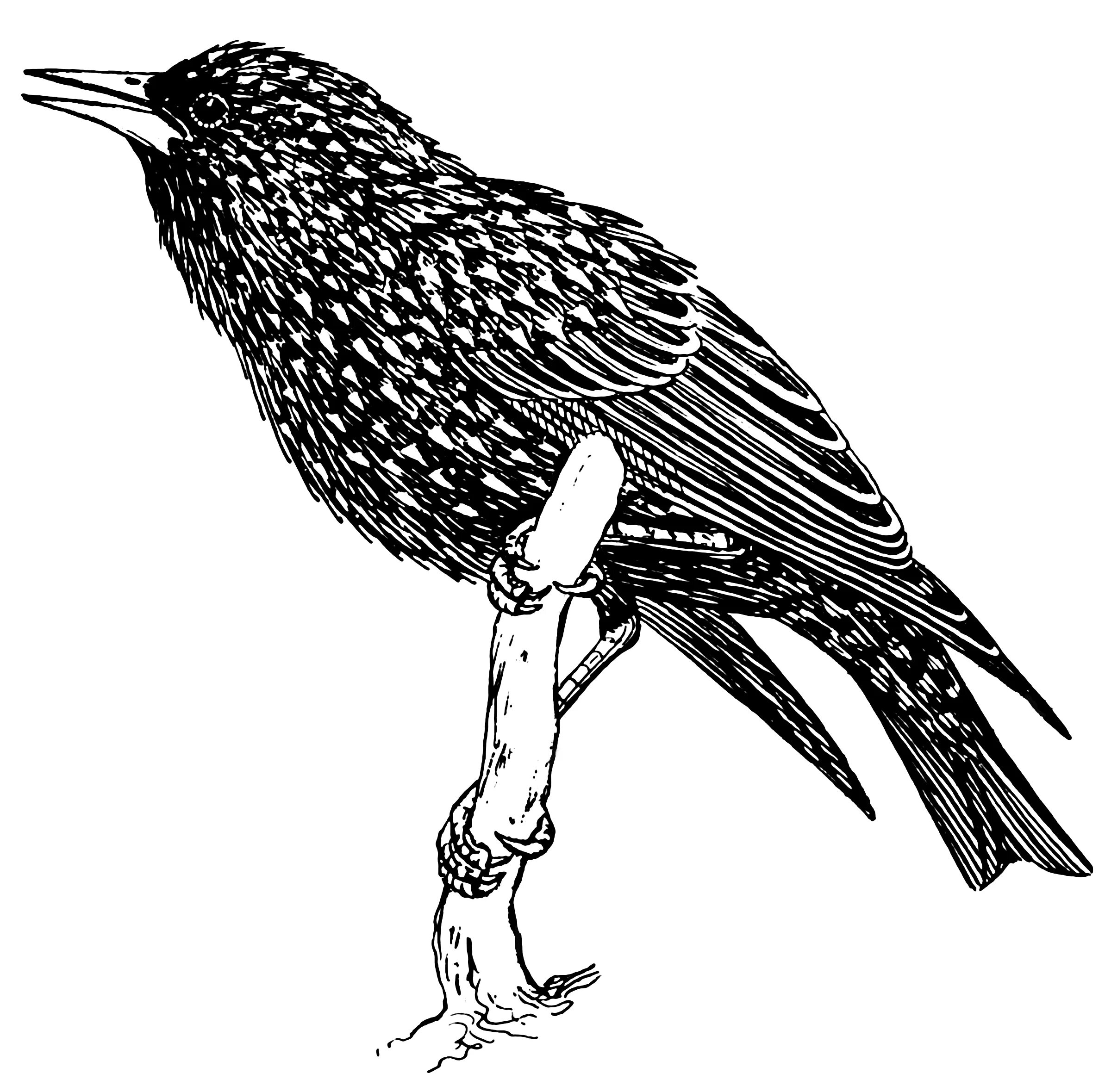 Dramatic coloring starling for children