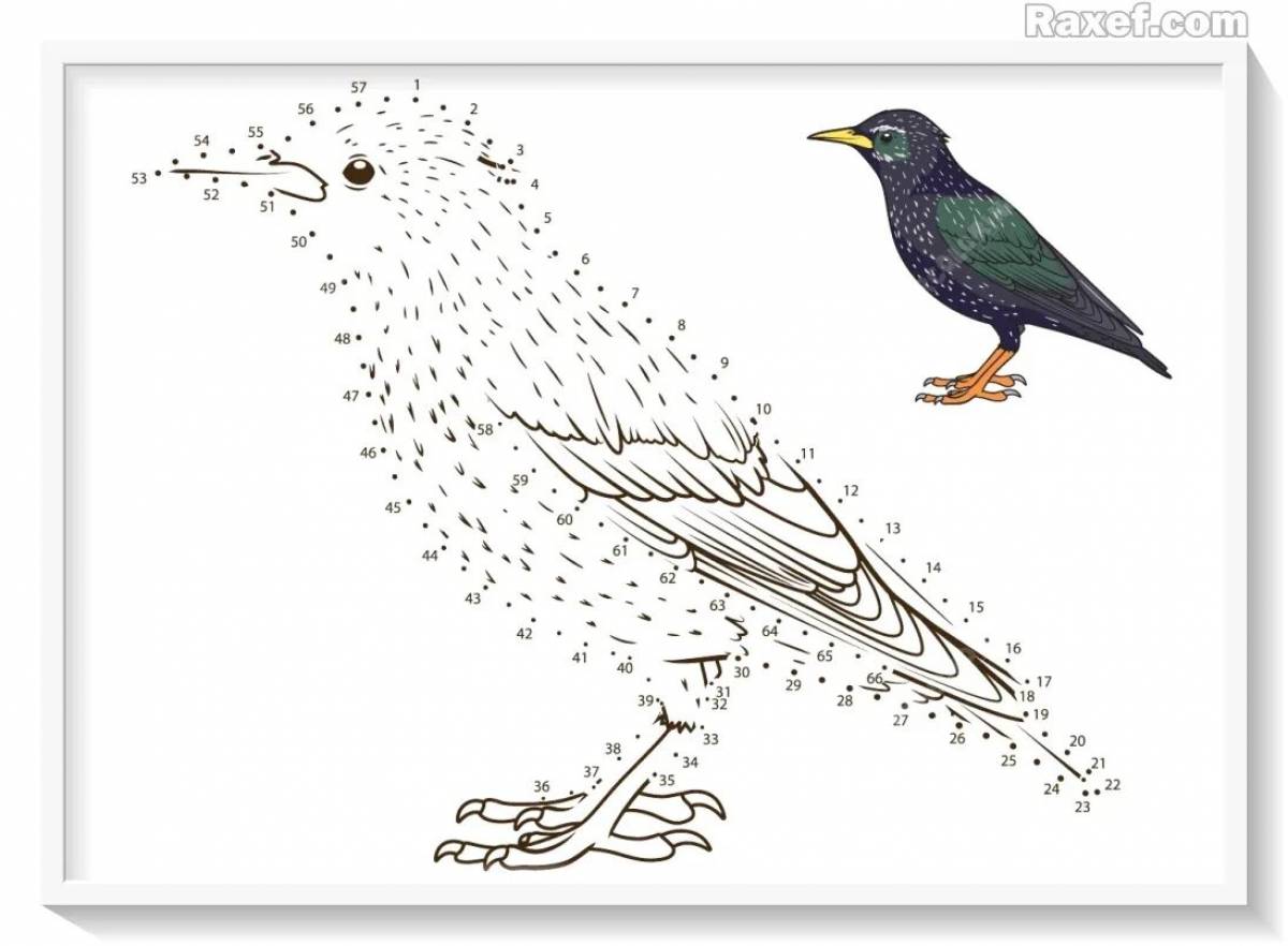 Creative coloring starling for kids