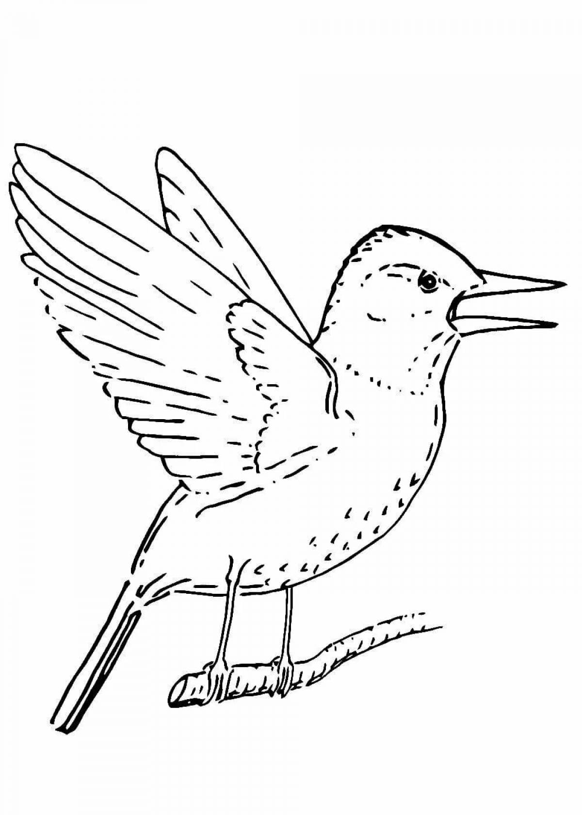 Fancy starling coloring book for kids