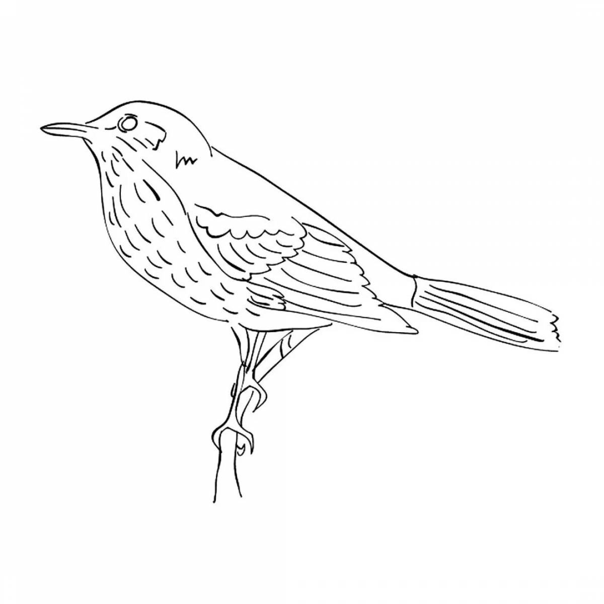 Coloring book ambitious starling for children