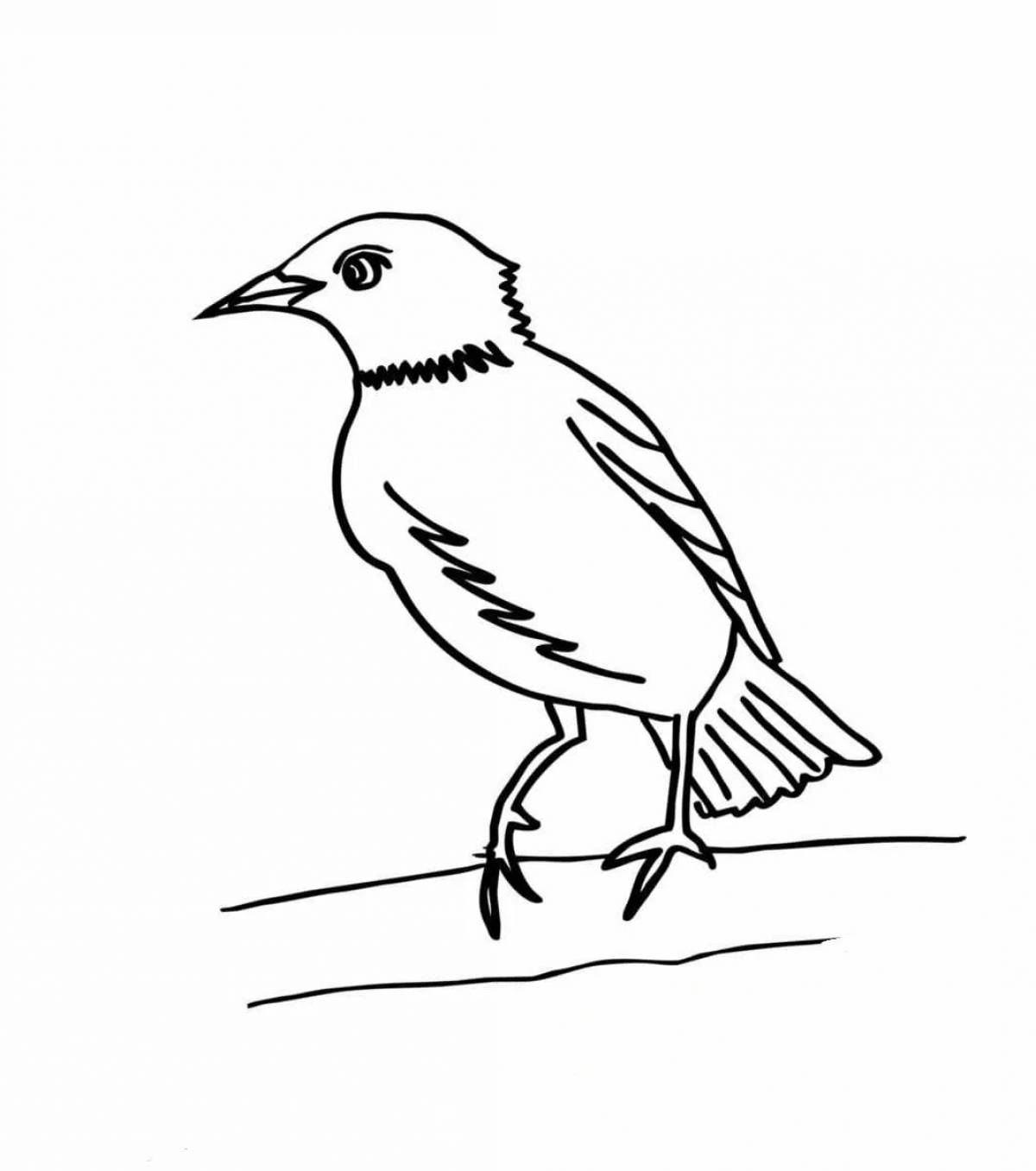 Adventurous starling coloring book for kids