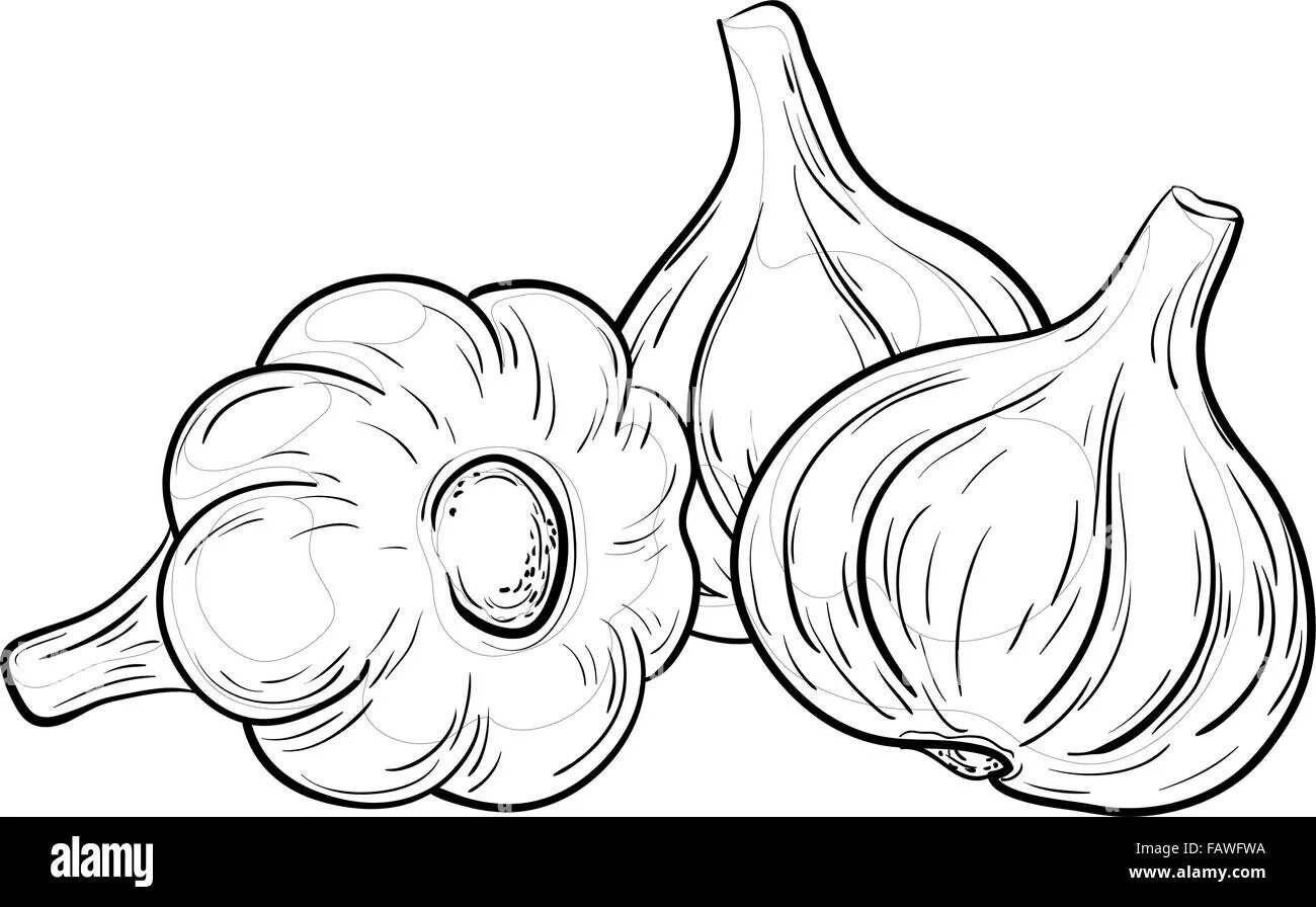 Children's garlic #11