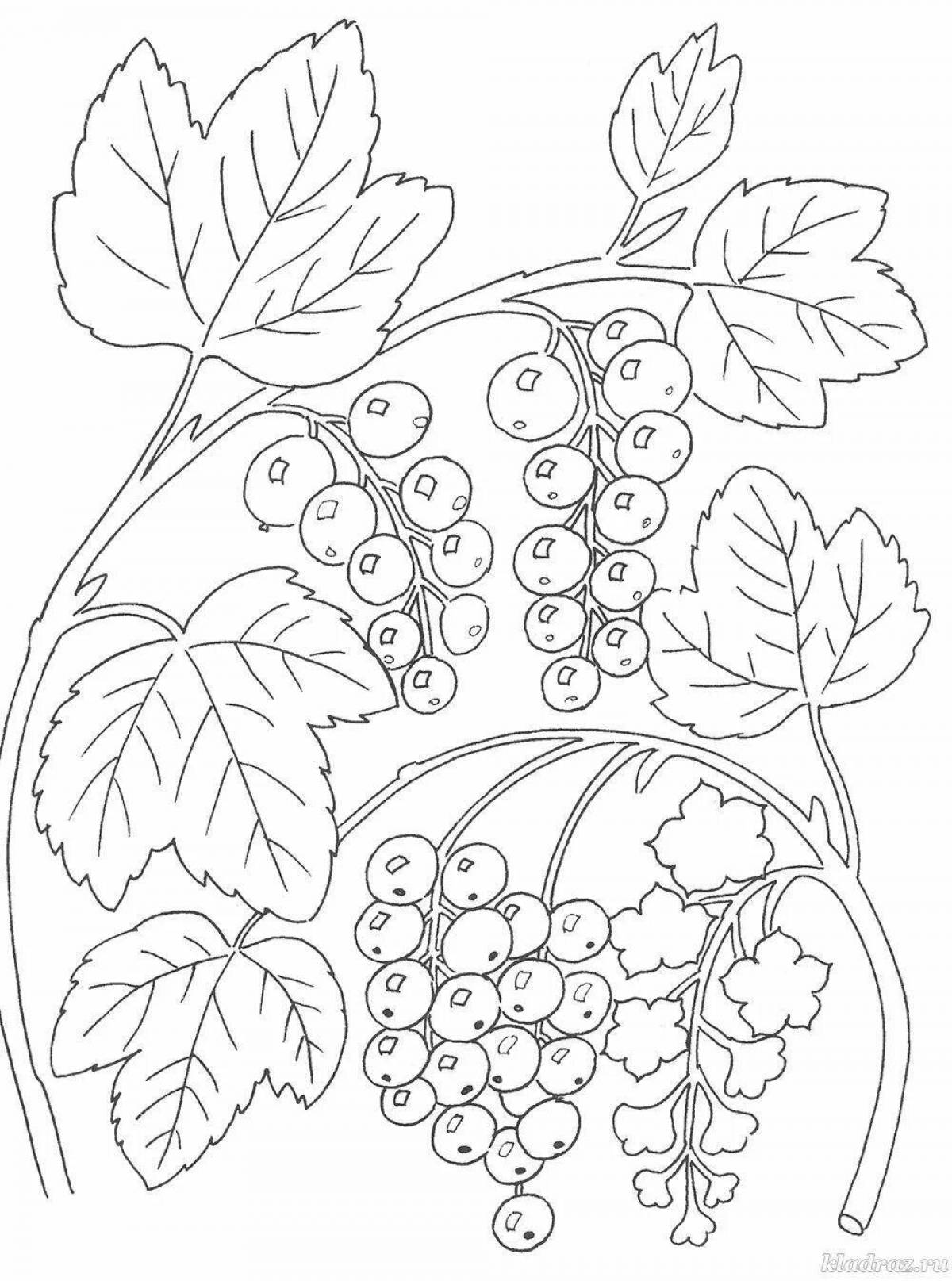 Fun currant coloring book for kids