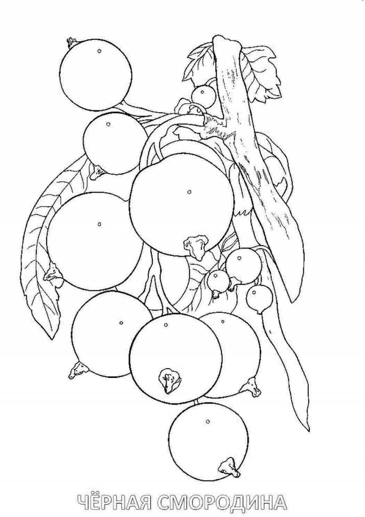 Playful currant coloring page for babies