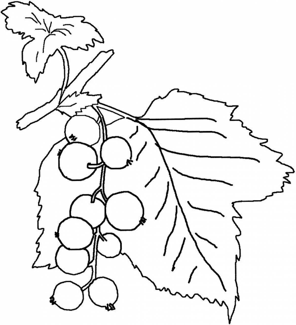 Blissful currant coloring for children