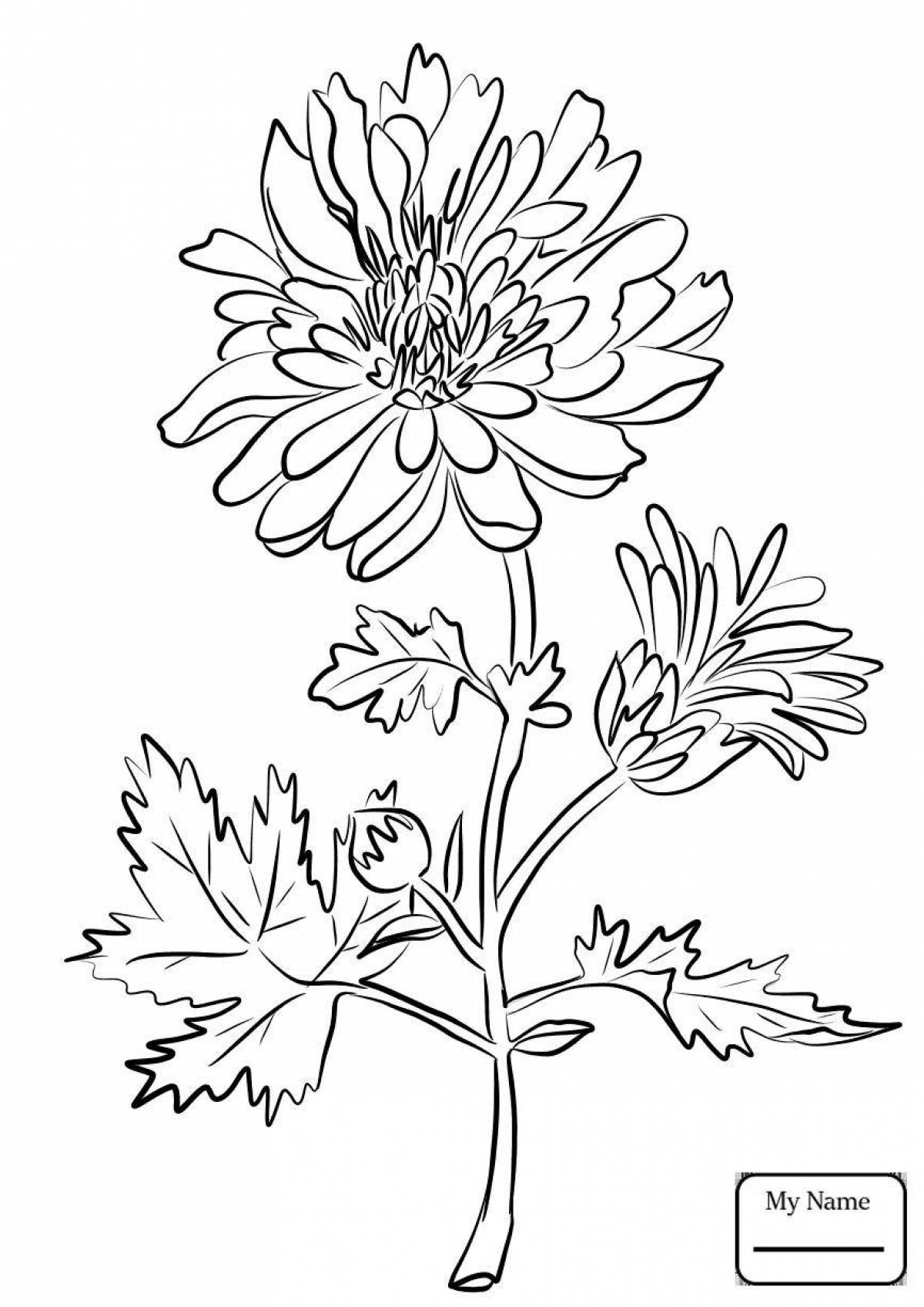 Bright aster coloring book for children