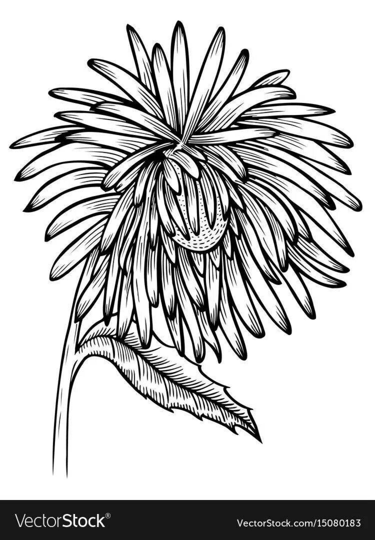 Fancy aster coloring book for kids