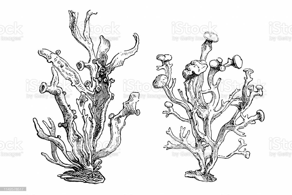 Magic moss coloring book for kids