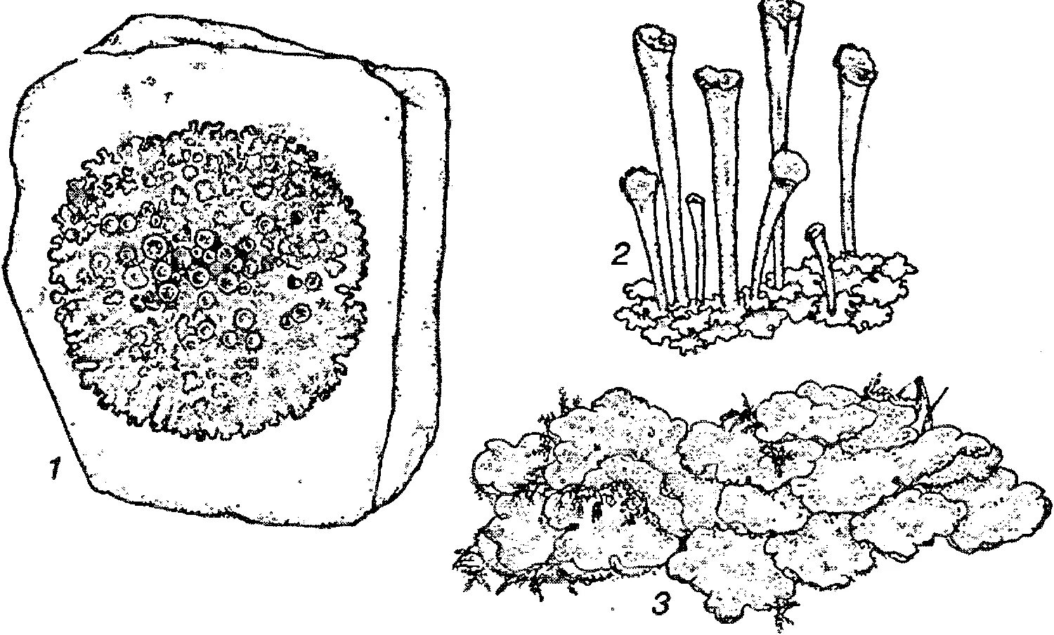 Fine moss coloring book for kids