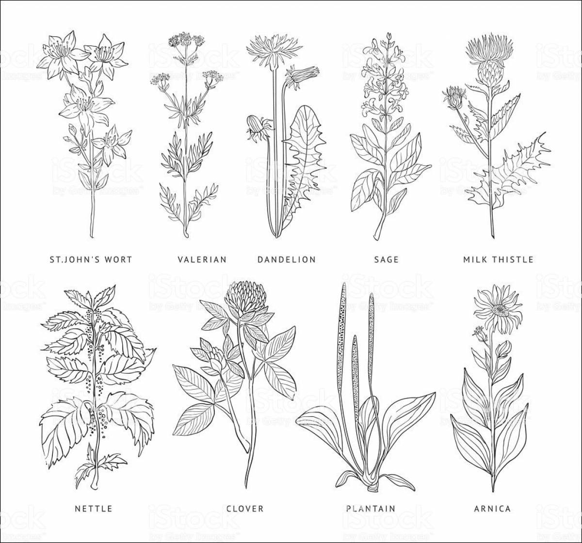 Coloring Pages Medicinal plants for preschoolers (34 pcs) download or