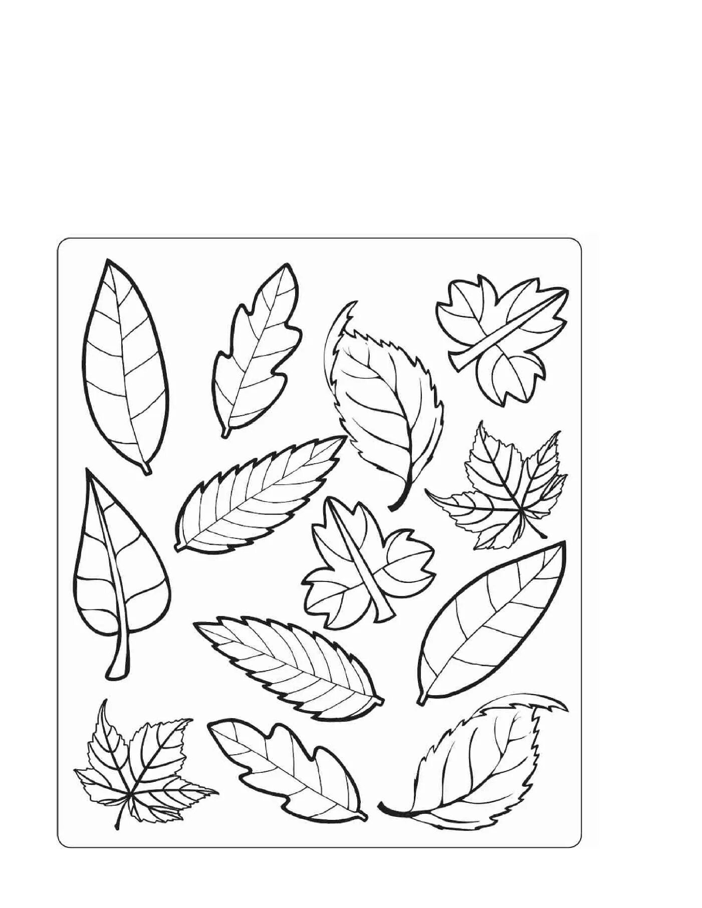 Раскраска осенние листья