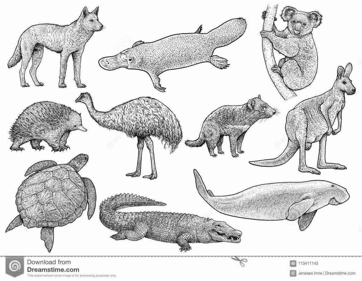 Amazing Australian Animals Coloring Pages for Preschoolers