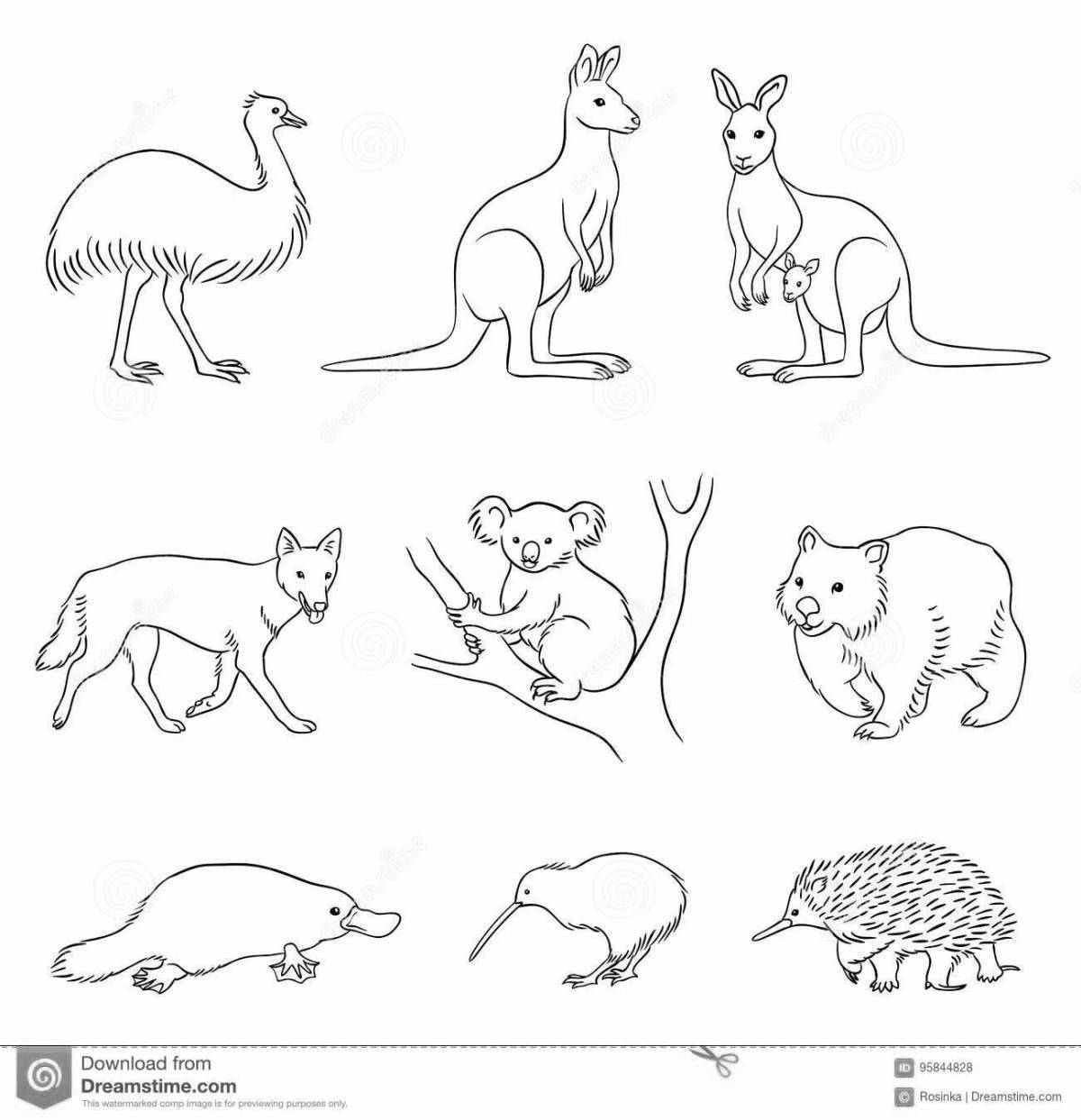 Животные австралии для дошкольников #1