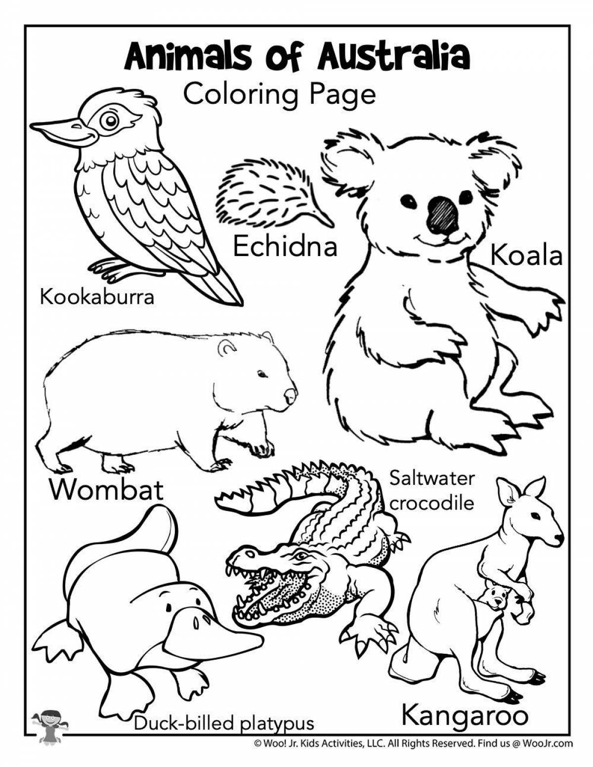 Australian animals for preschoolers #2