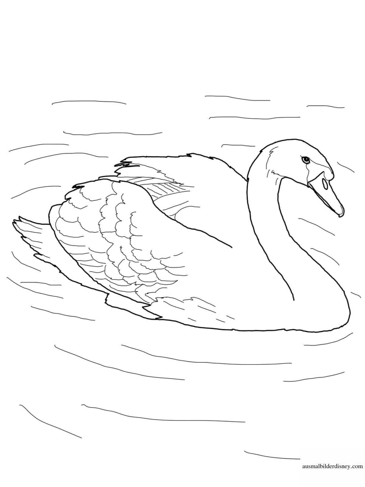 Swan lake coloring book for students